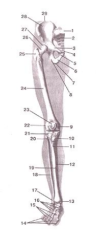 Рис. 57. Скелет (кости) нижней конечности. 
  Вид спереди. 1-крестец; 2-крестцово-подвздошный сустав; 3-верхняя ветвь лобковой 
  кости; 4-симфизиальная поверхность лобковой кости; 5-нижияя ветвь лобковой кости; 
  6-ветвь седалищной кости; 7-се-далишный бугор; 8-тело седалищной кости; 9-медиальннй 
  над-мышелок бедренной кости; 10-медиальный мыщелок больше-берцовой кости; 11-бугристость 
  большеберцовой кости; 12-тело болыпеберцовой кости; 13-медиальная лодыжка; 14-фаланги 
  пальцев; 15-кости плюсны; 16-кости предплюсны; 17-латераль-ная лодыжка; 18-малобсрцовая 
  кость; 19-передний край; 20-го-ловка малоберцовой кости; 21-латеральный мыщелок 
  больше-берцовой кости; 22-латеральиый надмыщелок бедренной кости; 23-надколенник; 
  24-бедренная кость; 25-большой вертел бедренной кости; 26-щейка бедренной кости; 
  27-пмовка бедренной кости; 28-крыло подвздошной кости; 29-подвздошный фебень.
  Fig. 57. Ossa membri inferioris. Вид спереди. 1-os sacaim; 2-articulatio sacroiliaca; 
  3-ramus superior ossis pubis; 4-facies symphysialis; 5-ramus inferior ossis 
  pubis; 6-ramus ossis ischii; 7-tuber ischiadicum; 8-corpus ossis ischi; 9-epicondylus 
  medialis; 10-condylusmedialis; 11-tuberositas tibiae; 12-corpus tibiae; 13-malleolus 
  medialis; 14-phalanges; 15-ossa metatarsi; 16-ossa tarsi; 17-malleolus lateralis; 
  18-fibula; 19-margo anterior; 20-caput fibulae; 21-condylus lateralis tibiae; 
  22-epicondylus lateralis ossis femoris; 23-patella; 24-os femoris; 25-trochanter 
  major; 26-collum femoris; 27-caput femoris; 28-ala ossis ilii; 29-crista iliaca.
  Fig. 57. Skeleton (bones) of lower limb. Anterior aspect. 1-sacrum; 2-sacroiliac 
  articulation; 3-superior pubic ramus; 4-sym-physeal surface; 5-inferior pubic 
  ramus; 6-ramus of ischium; 7-ischial tuberosity;8-bodyofischium;9-medialepicondyleoffemur; 
  10-medi-al condyle of tibia; 13-medial malleolus; 14-phalanges; 15-metatarsals; 
  16-tasrsal bones; 17-lateral malleolus; 18-fibula; 19-anterior border; 20-head 
  of fibula; 21-lateral condyle of tibia; 22-lateral epicondyle of femur; 23-patella; 
  24-femur; 25-greater Irochanter; 26-neck of femur; 27-head of femur; 28-ala 
  of ilium; 29-iliac crest.
